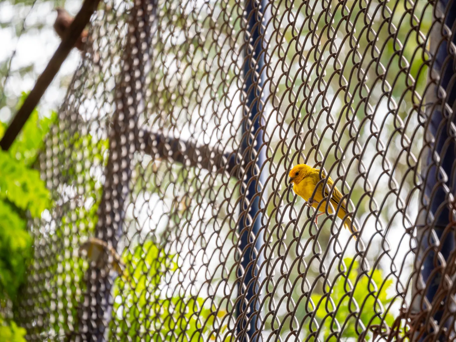 Close-up detail of weathered chain link fence mesh in need of repair